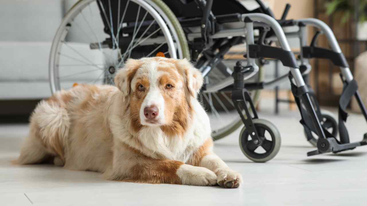 Tax Breaks and Exemptions You Can Grab if You Own a Pet in the United States